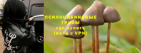 стафф Новозыбков