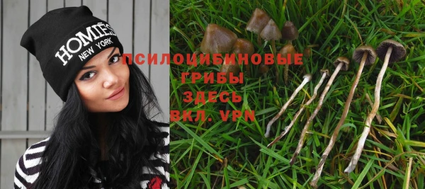 стафф Новозыбков